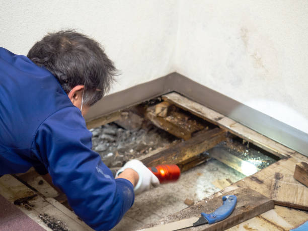 Best Local Mold Removal Service  in Girard, IL