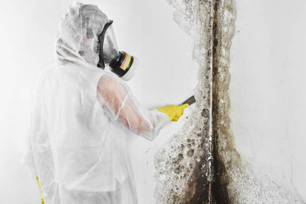 Best Black Mold Removal  in Girard, IL