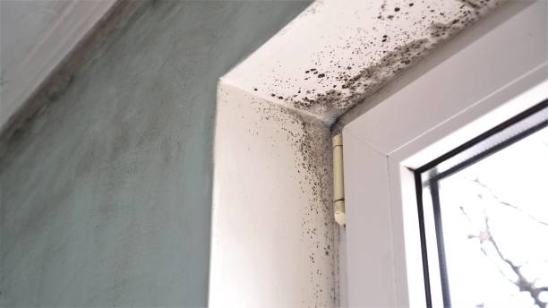 Certified Mold Removal in Girard, IL