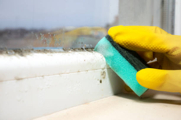 Best Home Mold Removal  in Girard, IL
