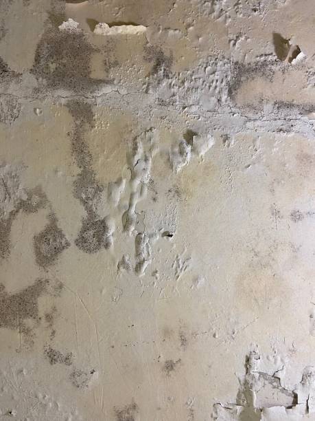 Best Mold Removal Company Near Me  in Girard, IL