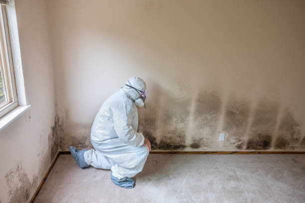 Home Mold Removal in Girard, IL