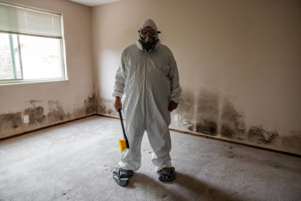 Best Best Mold Removal Companies  in Girard, IL
