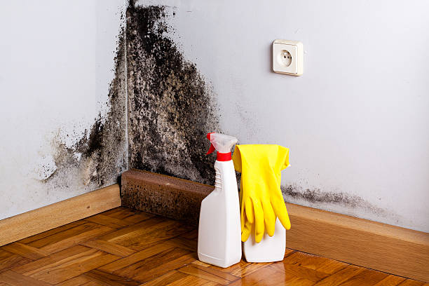 Best Emergency Mold Removal  in Girard, IL