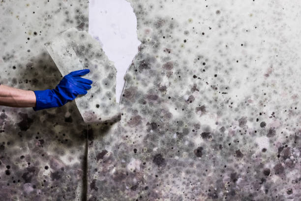 Best Mold Testing  in Girard, IL