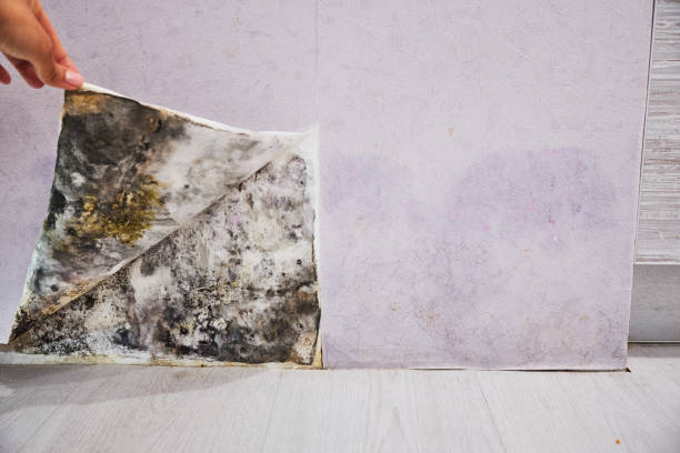 Best Home Mold Removal  in Girard, IL
